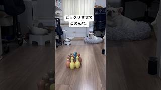 3歳児が愛犬をびっくりさせてしまいました… #保護犬 #フレンチブルドッグ #shorts