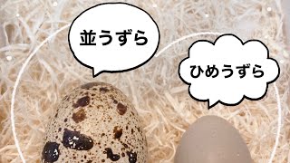 並うずら と ひめうずら 卵の違い