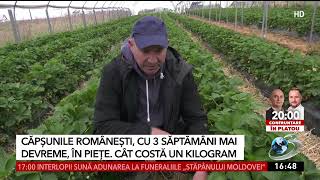 Căpșunile românești, cu trei săptămâni mai devreme în piețe. Cât costă un kilogram