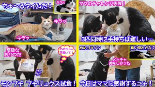 2021ｰ07-28保護猫たちの「ほっこり猫ライブ」ちゅ～るタイムキタ〜目が輝く猫たち！3匹同時に手持ちにチャレンジするも失敗！モンプチリュクス追加で大騒ぎ！-Cat Life TV