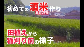 【五百万石】酒米作りに初挑戦!!【みのる式で田植え】