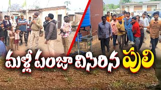 దుబ్బగూడలో రైతుపై మళ్ళీ పులి దాడి | Tiger Attack Again in Dubbaguda