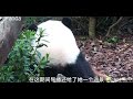 10.24花花和小叶子堵在滑梯上了，小叶子有点着急：姐 你滑快点呀！花花：你别推我呀