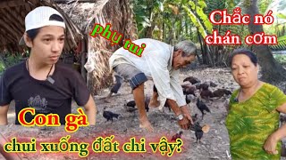 Hài ẩm thực_ Con gà nửa tỷ của ông tư_Trái cây mát lạnh_SSVL