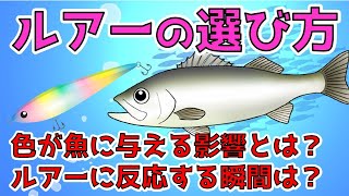 【ルアーと色/ルアーに反応する瞬間】ルアーの色で釣果が変わる！