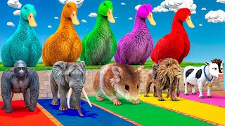 5 Giant Duck Cartoon,Cow,Gorilla,Tiger,Lion,Hamster, Paint Wild Animals Crossing Fountain Animation