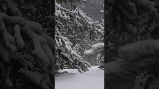 Звуки природы в зимнем лесу, метель и вой волков, АСМР. Sounds of nature in the winter forest, ASMR.