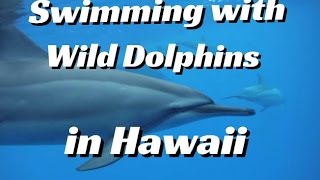 Swimming with Wild Dolphins in Hawaii ハワイ島の海で野生のイルカと泳ぐ