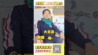 萬教鴿舍劉南誌 陳學賜祕包42系領很大