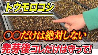 【トウモロコシ】発芽後の管理が何よりも大事です。コレだけはしてはいけないこと