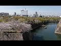 4k【桜2023】大阪城公園・夜はライトアップ osaka castle with cherry blossoms and light up