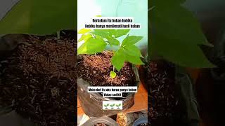 bisa yuk bikin kebun meski sedikit #berkebun #berkebundirumah #belajarberkebun #belajarmenanam