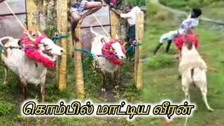 jallikattu  கொம்பில் மாட்டிய வீரன் 🙄😲😲என்ன ஒரு வேகம் 😎நாவல்பட்டு மறை👍 மரண ஆட்டம் ஆட்டம் ஆரம்பம்