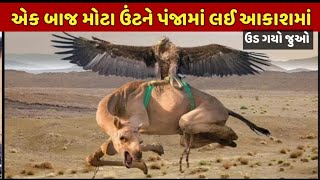 Camel vs eagle આ વિડીયો જોઈને તમારા હોંશ| eagle ne camel ko utha liya fir dekho kya hua videos