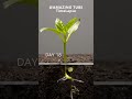 growing red bell pepperplant time lapse