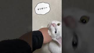 べる様　突然のサカリが始まる　#猫 #保護猫 #オッドアイ