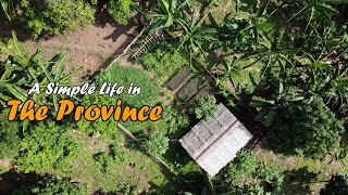 Tinola | Manok Bisaya | Native Chicken | Buhay Probinsya | Countryside Lifestyle | Province Life