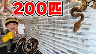 ２００匹以上の美しい蛇がいるお店がやばすぎた…