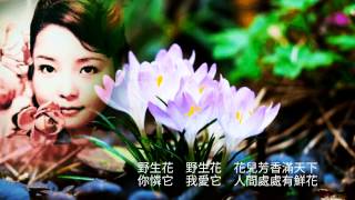 野生花 (電影✩難忘的一天✩插曲)   鄧麗君 / Teresa Teng