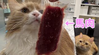 初めて猫が馬肉を見た結果・・・！