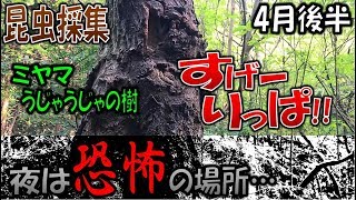 【クワガタ採集＆カブトムシ採集】昆虫採集2018 真夜中は恐怖の場所で昆虫採集に出かけたら】（くろねこチャンネル）