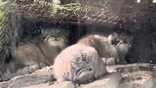 Pallas's cat マヌル溜まり🤭　アズちゃんと仔マヌルたち　マヌルネコ　神戸どうぶつ王国にて　2024年12月27日