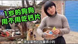 369集 .1岁德牧犬还用吃钙片吗？出发时带50斤狗粮和钙片，看看还剩多少