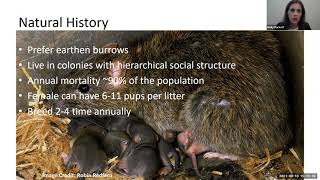 How Rats Conquered the Globe: Phylogeographic History of Rattus Norvegicus
