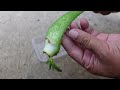 aloe vera leaf propagation a step by step guide