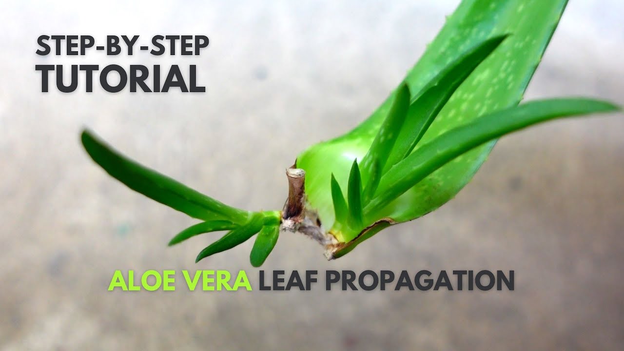 Aloe Vera Leaf Propagation: A Step-By-Step Guide - YouTube