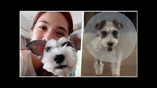 【世界崩塌】13歲愛犬罹患肥大細胞瘤 楊丞琳：讓她開心地過每一天