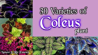 30 विभिन्न प्रकार के coleus plant के नाम और उनकी जानकारी। 30 Vareities of coleus plant। N\u0026L Essence।