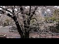 64.mar 2021 飛鳥山公園・桜