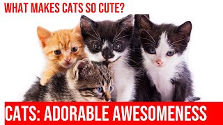 Cats: Awww-Inspiring Moments of Cuteness!