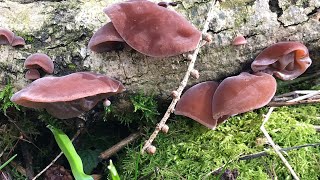 เห็ดหูหนูงวดสุดท้าย ที่อังกฤษพอได้เก็บ wood ear mushroom