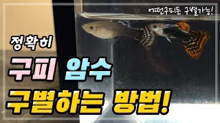 이 영상하나로 모든 구피 암수 구별가능~!