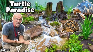 Tortoise Pond Transformation - Part 3