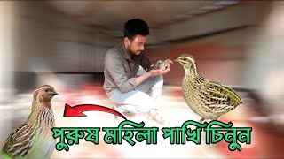 পুরুষ মহিলা পাখি চেনার সহজ উপায় #কোয়েল_পাখি_পালন