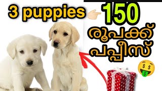 Labrador puppies 150 രൂപക്ക് 😱🔥|  PETS POINT