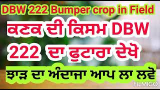 ਕਣਕ ਦੀ ਕਿਸਮ DBW 222 ਦਾ ਫੁਟਾਰਾ, 40 ਤੱਕ ਸ਼ਾਖਾਵਾਂ Wheat variety DBW 222 bumper crop