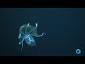 incredible images of a glass octopus in the phoenix islands kiribati