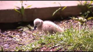 Baby swan dies in Manlius