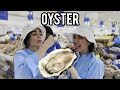 oyster food    twin    صدف   dogholuhaye hamsan