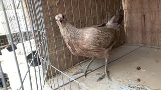 Chocolate Henny Pullet