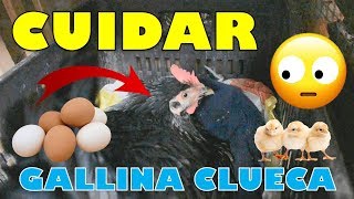 Como Cuidar a una Gallina Clueca | Paso a Paso