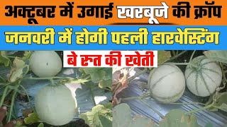 खरबूजे की ऑफ सीजन खेती | muskmelon advance farming |