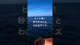 福井県　2馬力ゴムボート  メーター級鰤祭り #釣り #fishing #鰤#ブリ#2馬力#ゴムボート #ジギング#オフショア#オフショアジギング