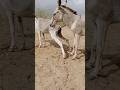 Donkey #life Side viral |#youtubeshorts #viralshort#shortsfeed