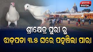 ଶ୍ରୀକ୍ଷେତ୍ର ପୁରୀରୁ ଝାଡ଼ପଡା ୩.୫ ଘରେ ପହଞ୍ଚିଲା ପାରା #durabarttanews #pegion #odia