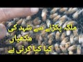 shehad ki Makkhi say Malika  pakadne Se Kya Hota  pure honey honey bee @Hai Hafiz Dastagir #honeybee